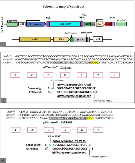 Figure From Crispr Cas Mediated Sex Ratio Distortion By Sex Specific