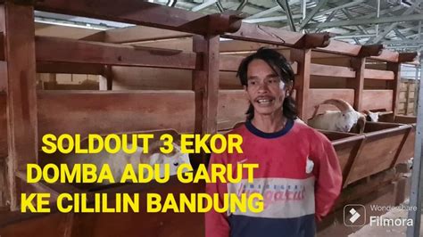 Mantap Soldout Ekor Domba Adu Garut Ke Cililin Bandung Youtube