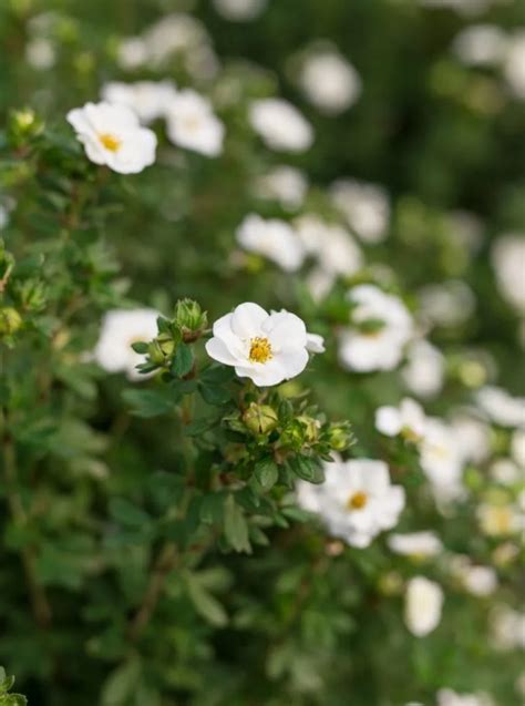 POTENTILLA CREME BRULEE Morden Nurseries Garden Centre