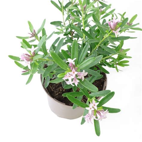 Daphne Pink Fragrance 2 Litres Shrubs Tates