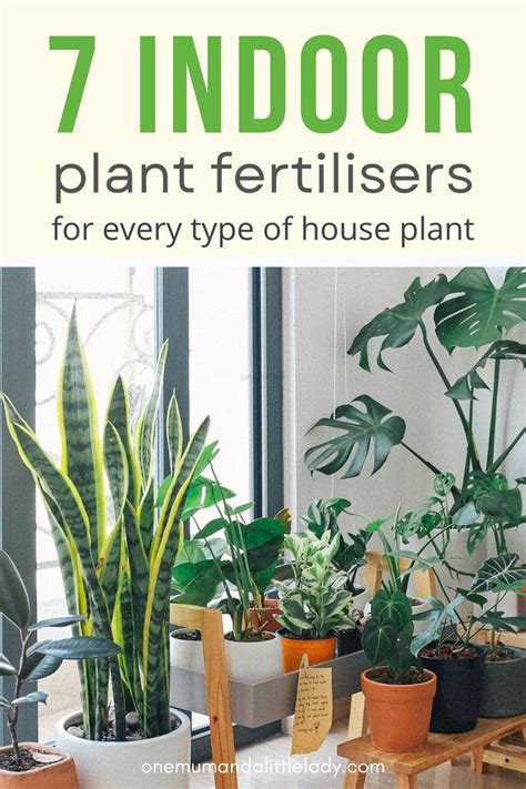 Best Indoor Plant Fertilizers That Are Natural Or Organic Artofit