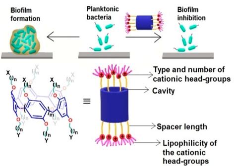 Biofilm Formation And Inhibition And The Structural Features Tested