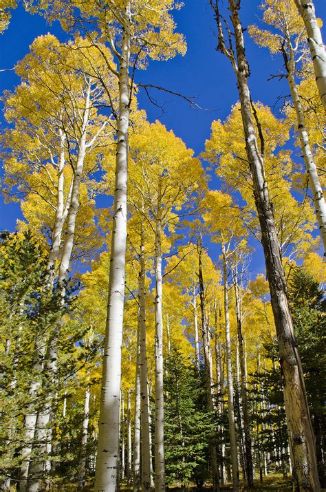 Arizona Towering Aspens San Francisco Peaks Sargeantgizmo Flickr