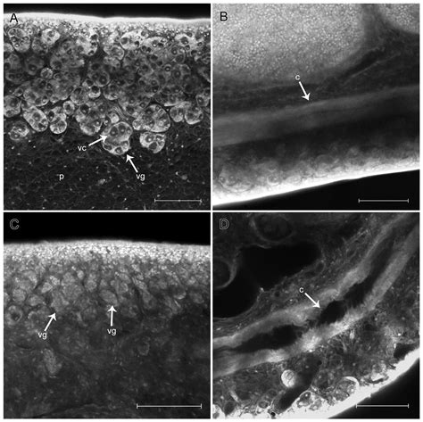 SciELO Brasil Morphological Effects On Helminth Parasites Caused By