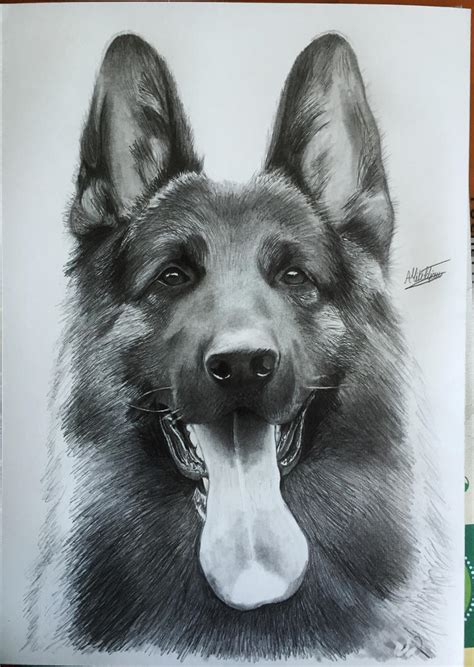 German Shepherd Drawing By Alainmi On Deviantart