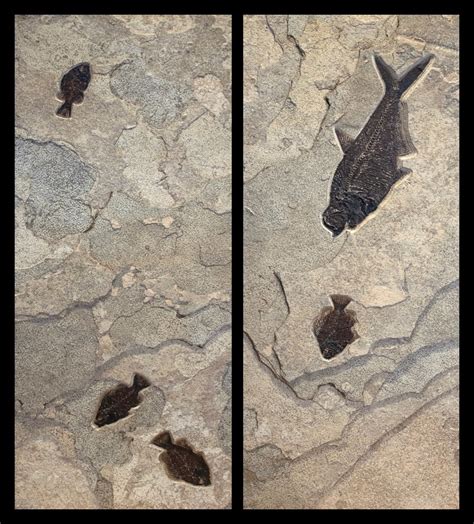 Fossil Fish Mural 8800am - A fossil fish diptych working in both ...