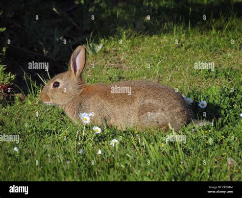 Coniglio A Grandezza Naturale Immagini E Fotografie Stock Ad Alta