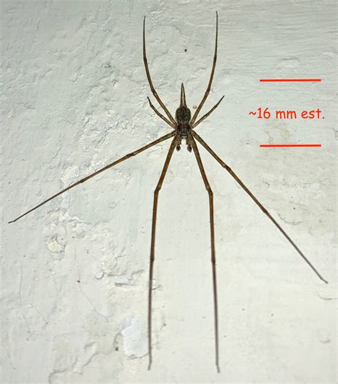 species identification - Dark, long-legged spider with long mouthparts ...