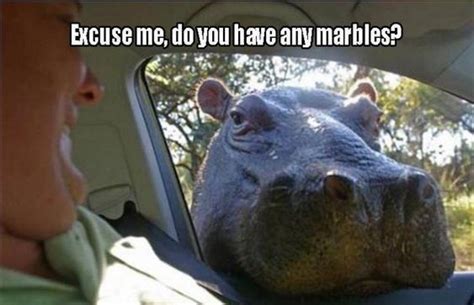 Hilarious Hippo Memes For International Hippo Day