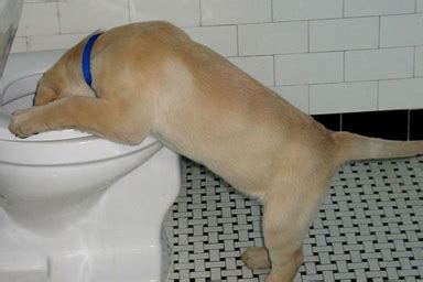 Vomito Nel Cane Cause E Trattamento Crocchette Per Cani Opinioni E