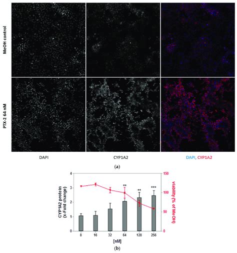 Cyp A Protein Induction After A H Treatment With Ptx In Heparg