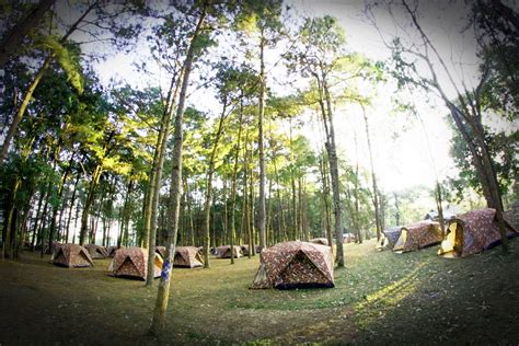 Camping In Pine Forrest At Phu Hin Rong Free Stock Photo Public