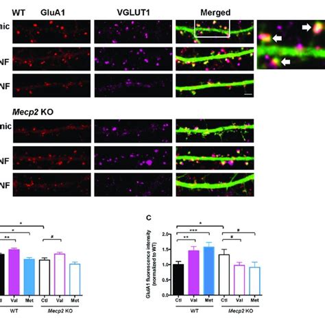 Val Bdnf Increases And Met Bdnf Reduces The Number Of Excitatory