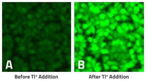 Geniehts Potassium Ion Channel Assay Kit Assay Genie