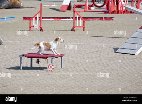 dog agility competition Stock Photo - Alamy