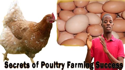 Poultry Farming In Nigeria Free Practical Training On Our Farm