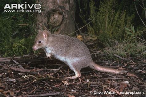 Bettong - Alchetron, The Free Social Encyclopedia