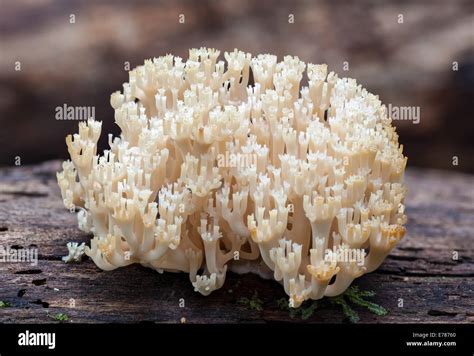 Crown Fungi Hi Res Stock Photography And Images Alamy