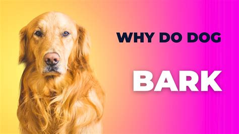 Why Do Dogs Bark Understanding The Reasons And Managing The Behaviors