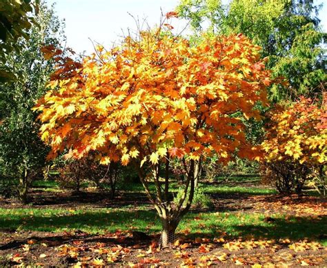 Klon japoński ACER JAPONICUM VITIFOLIUM Made in Forest