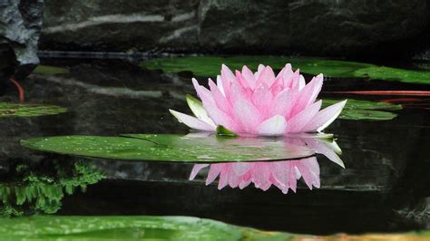 Lotus Flower Meaning, Symbolism