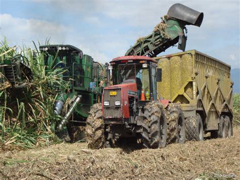 Avanza Zafra Con La Recolecci N De Mill N Mil Toneladas De Ca A