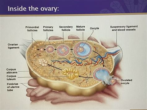 Biol Week Female Reproductive System Flashcards Quizlet