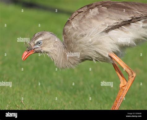 Close Up Of A South American Red Legged Seriema Or Crested Cariama