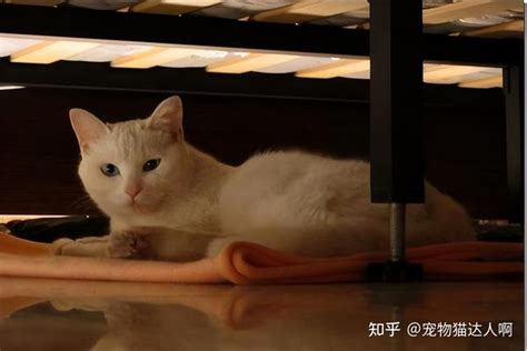 猫咪爱睡在哪，和主人的关系密不可分！ 知乎