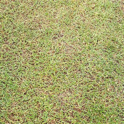 Grass Texture Png