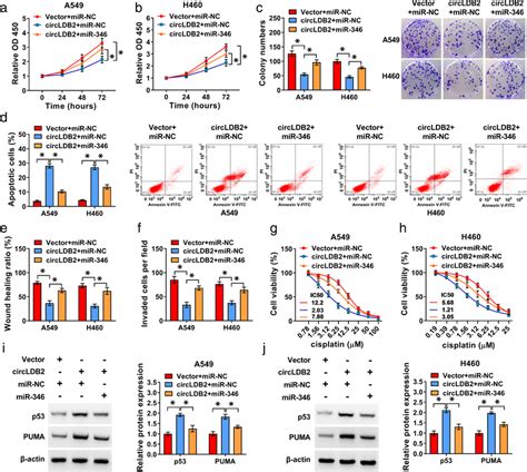 Circldb2 Regulated Non‐squamous Nsclc Development And Cisplatin