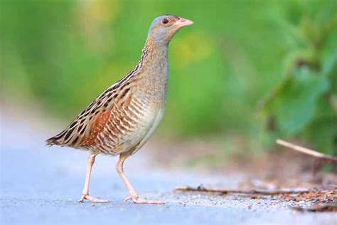 Turkish Birds in Danger