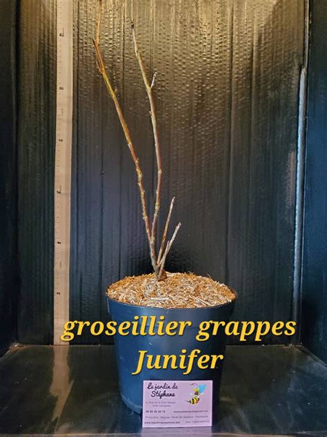 Groseillier à grappes rouge Junifer 30 cm pot 3 L LJDS