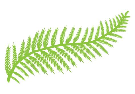 fern leaf  stock photo public domain pictures