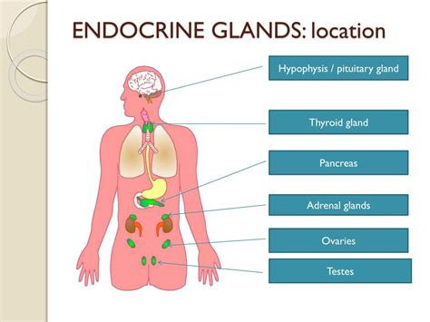 Endocrine Glands Location