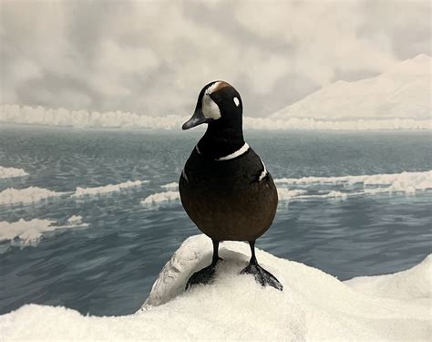 Harlequin Duck Zoochat