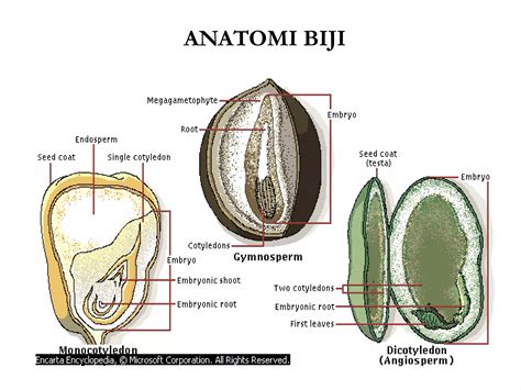 organ  sistem organ  tumbuhan part