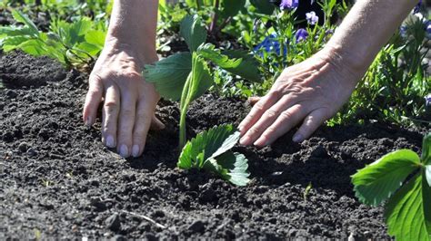 Cómo hacer abono orgánico para el huerto de tu casa Te damos algunas