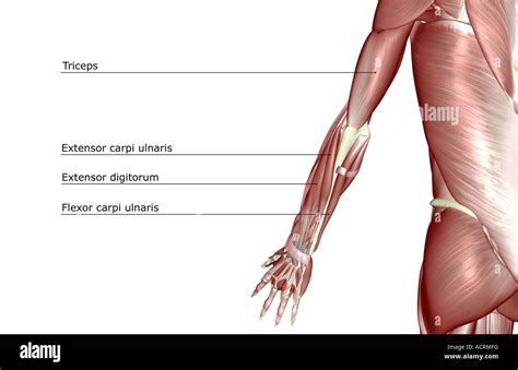 Los músculos de la extremidad superior Fotografía de stock Alamy