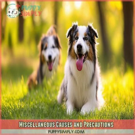 Why Dogs Stick Tongues Out Relaxation Health Emotion