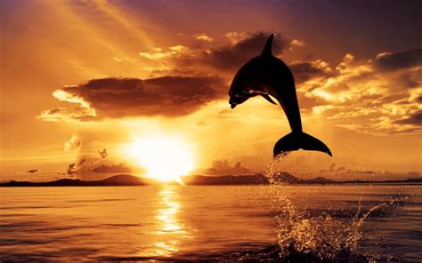 Wallpaper Dolphin Sunset - WallpaperSafari