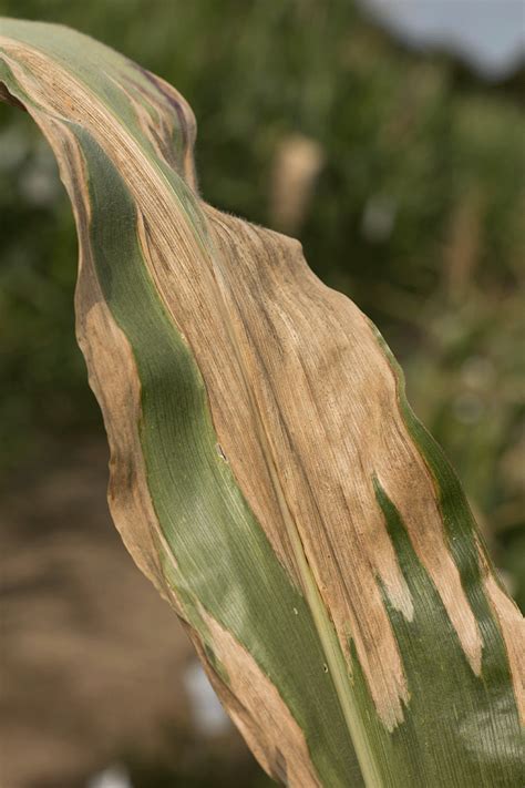 Tracking Northern Corn Leaf Blight Ontario Grain Farmer