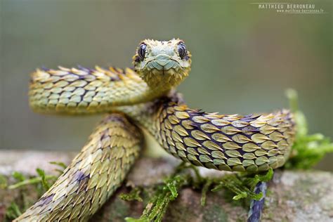 Atheris Hispida Venom