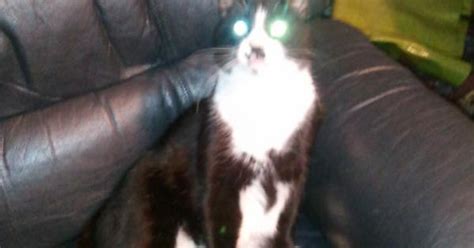 All Glory To The Hypno Cat Imgur