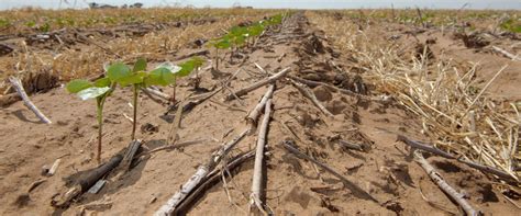 Maximizing Crop Yields Through Rotational Cropping