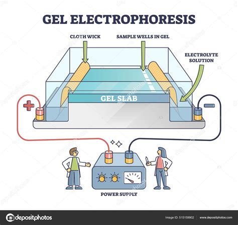 Gel Electrophoresis Method For Separating Mixtures Illustrated Diagram Stock Vector Image By