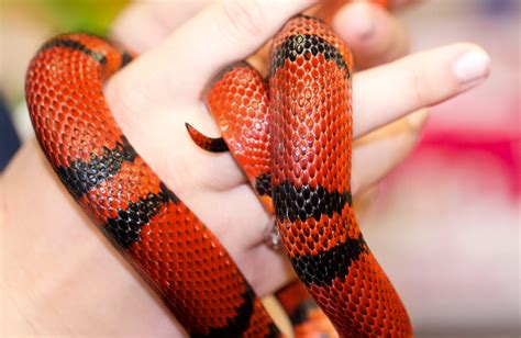 Honduran Milk Snake Care Guide Reptile Cymru