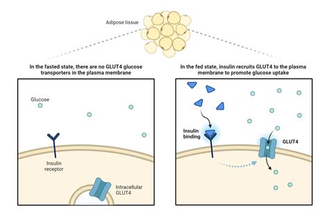 Mechanism Of Action Pioglitazone - My Endo Consult 