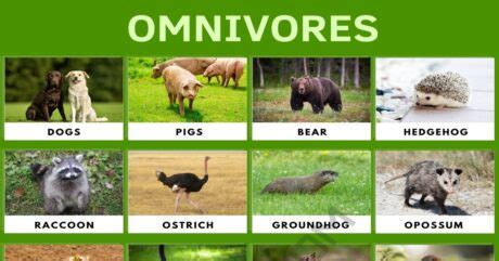 Omnivore: List of Amazing Animals that Are Omnivores • 7ESL