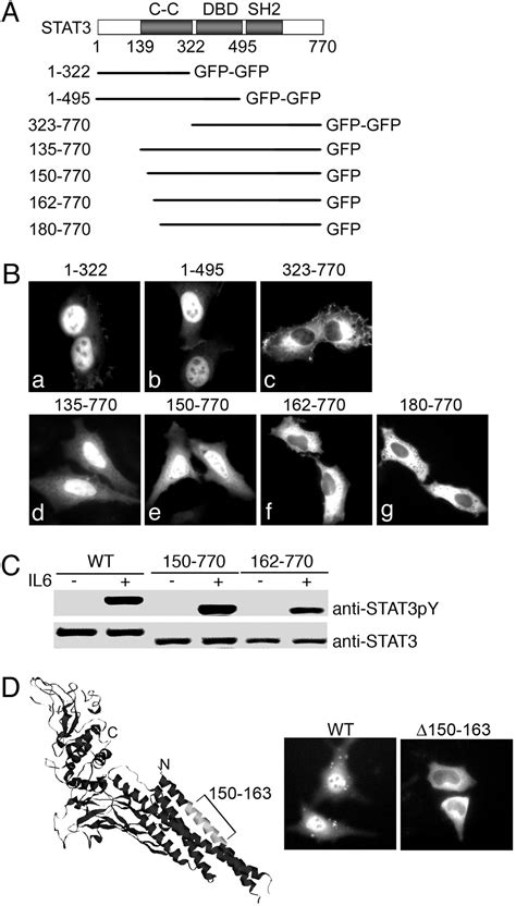 Stat Nuclear Import Is Independent Of Tyrosine Phosphorylation And